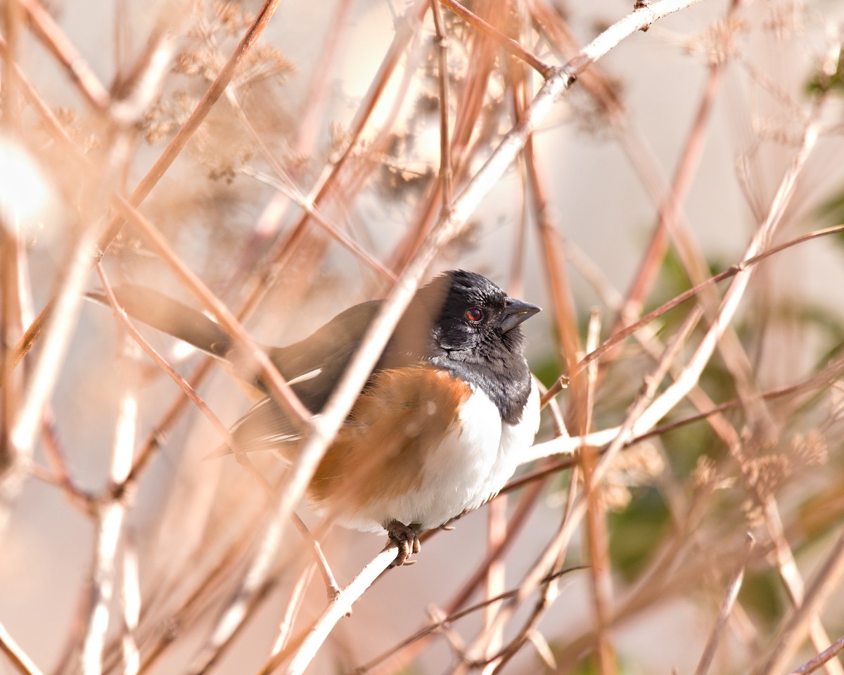 Eastern Towhee - ML630637783