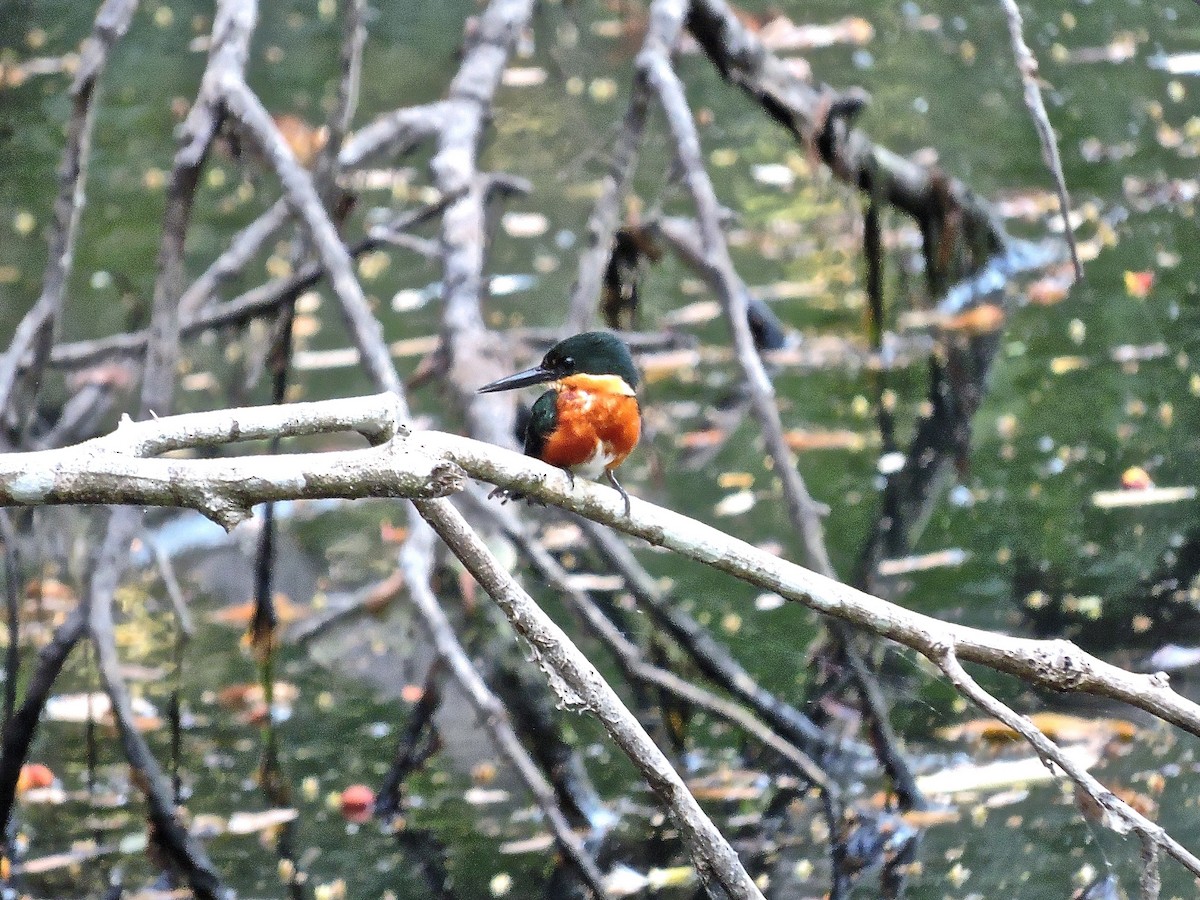 American Pygmy Kingfisher - ML630637814