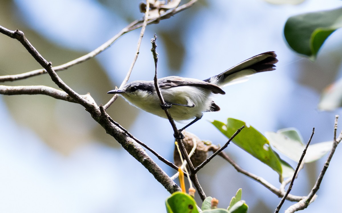 Tropical Gnatcatcher (atricapilla) - ML630637870