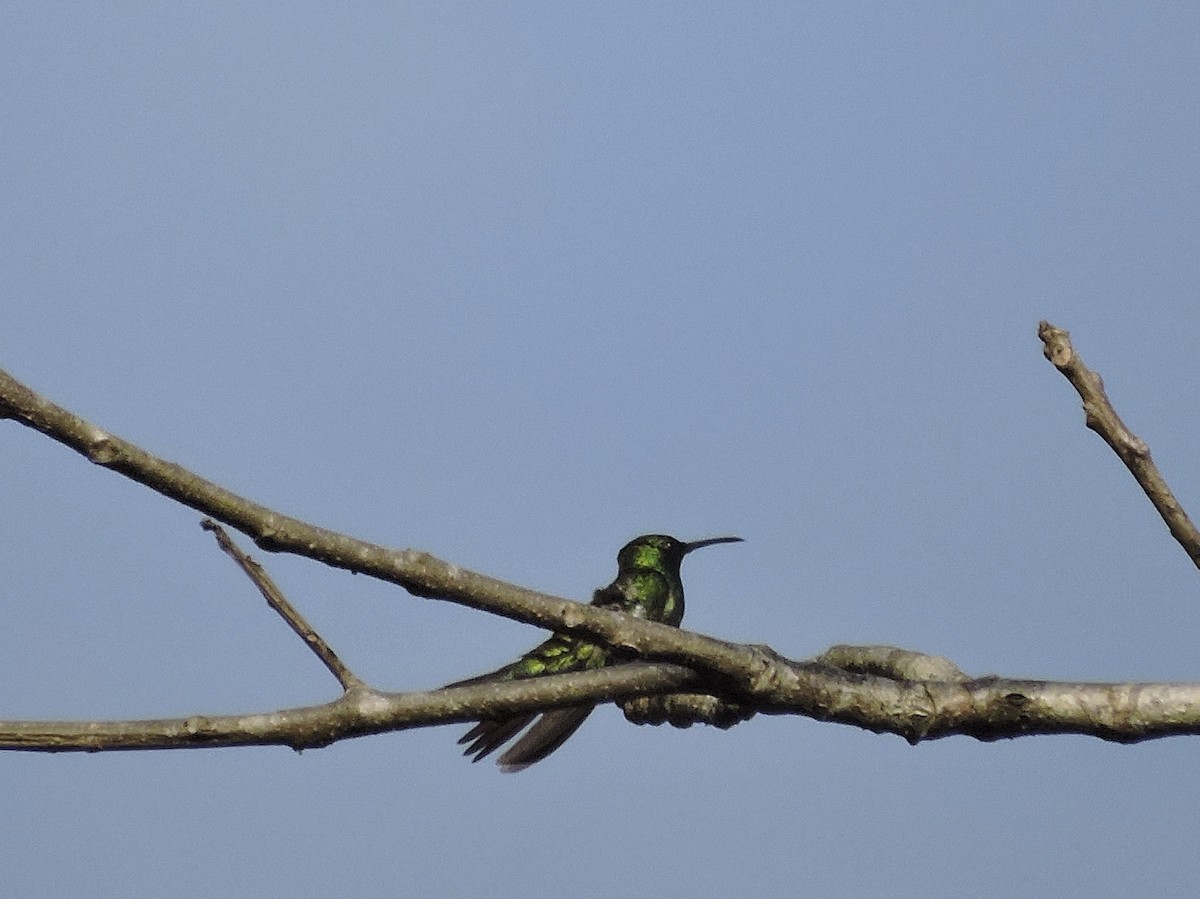 Black-throated Mango - ML630637918