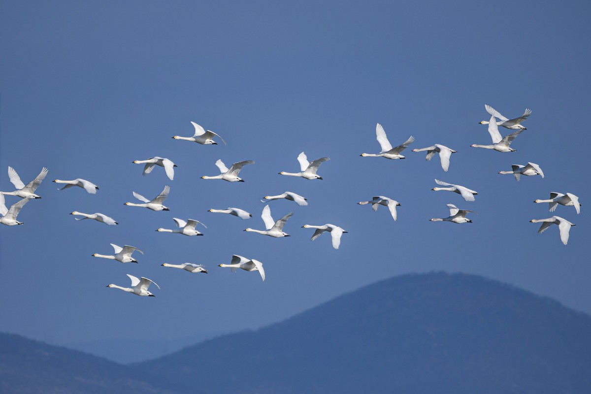 Cisne Chico - ML630638085