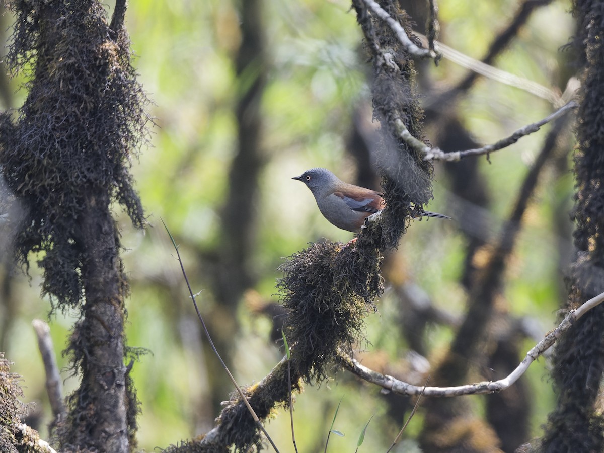 Maroon-backed Accentor - ML630638707