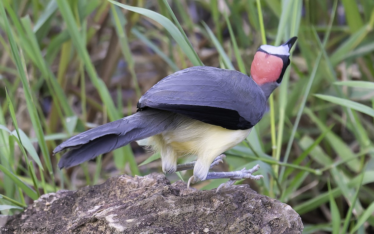 Gray-necked Rockfowl - ML630638752