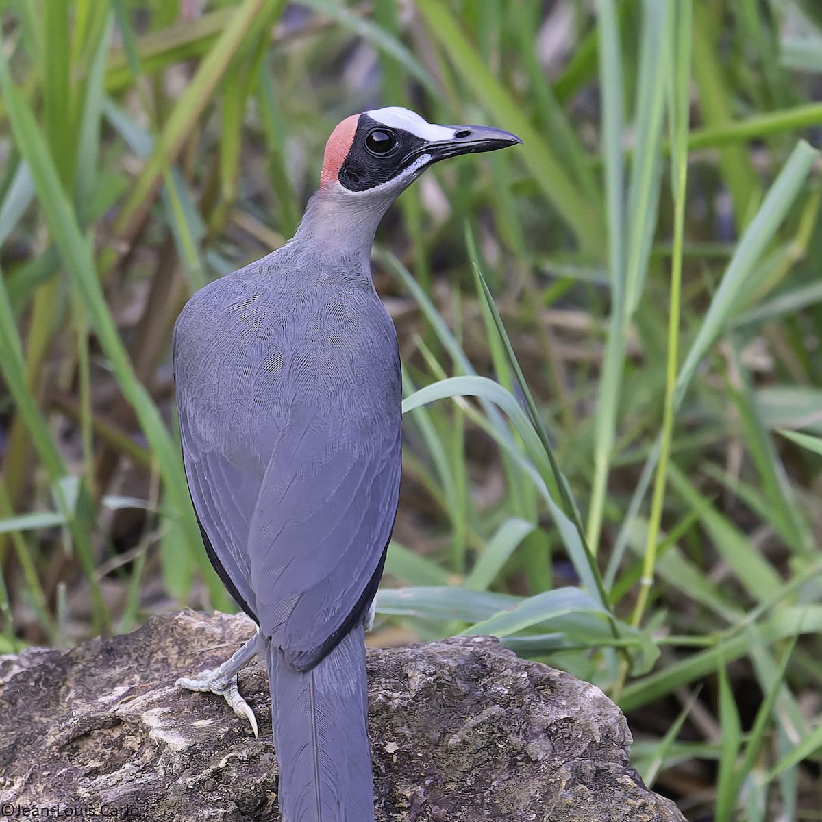 Gray-necked Rockfowl - ML630638753
