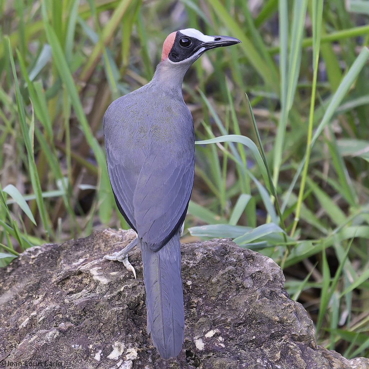 Gray-necked Rockfowl - ML630638754