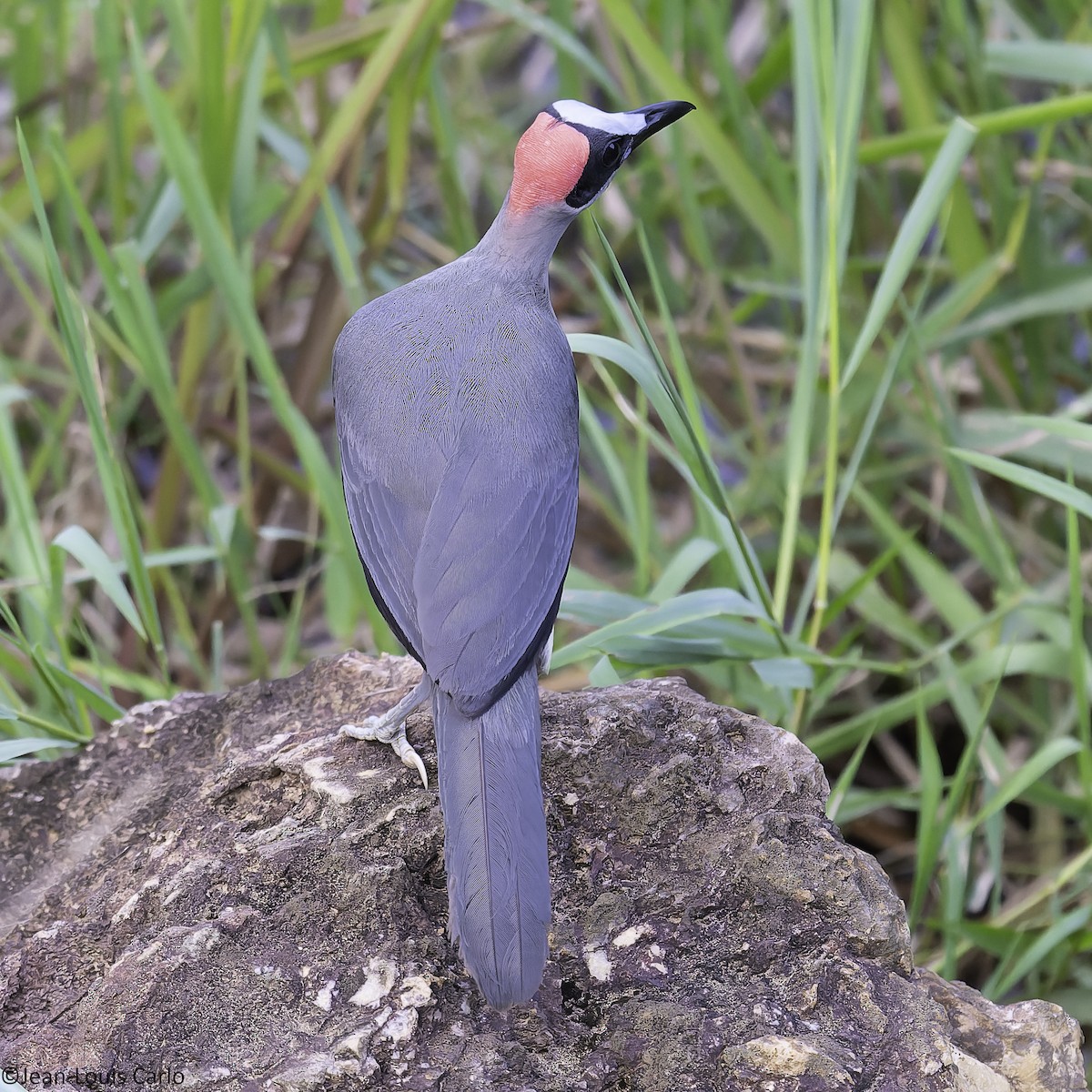 Gray-necked Rockfowl - ML630638755