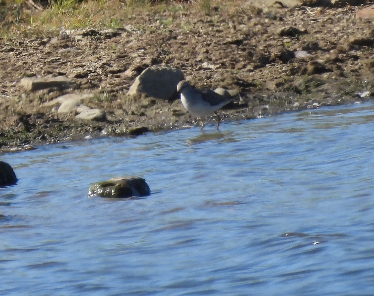 Stilt Sandpiper - ML630638842