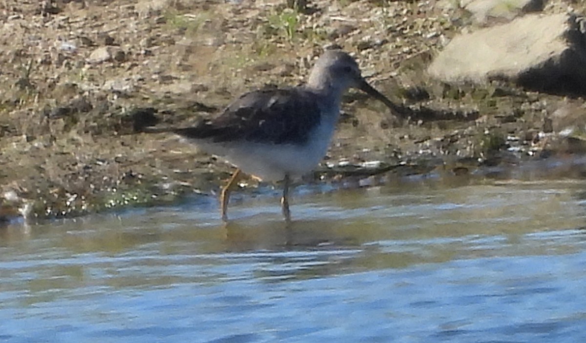 Stilt Sandpiper - ML630638848