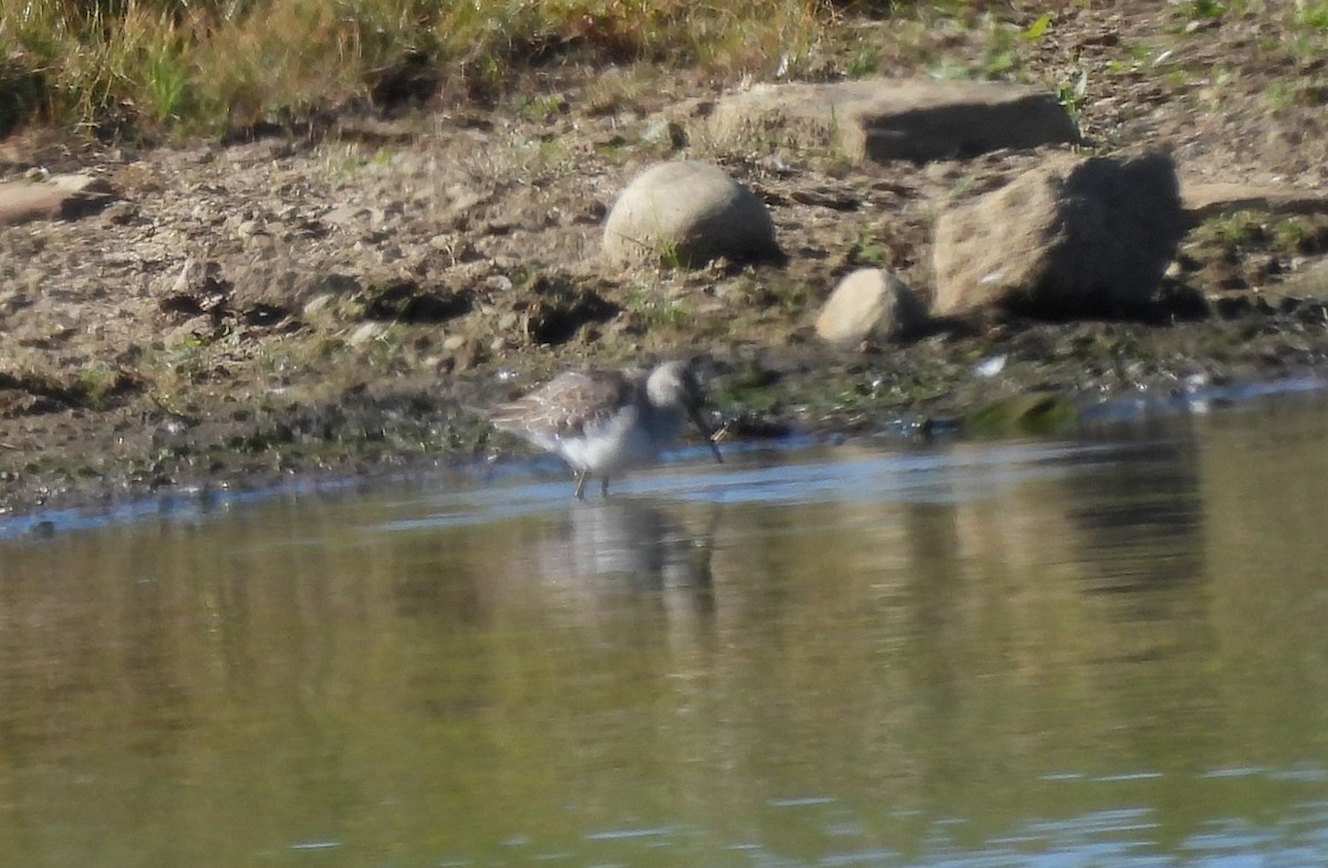 Stilt Sandpiper - ML630638854