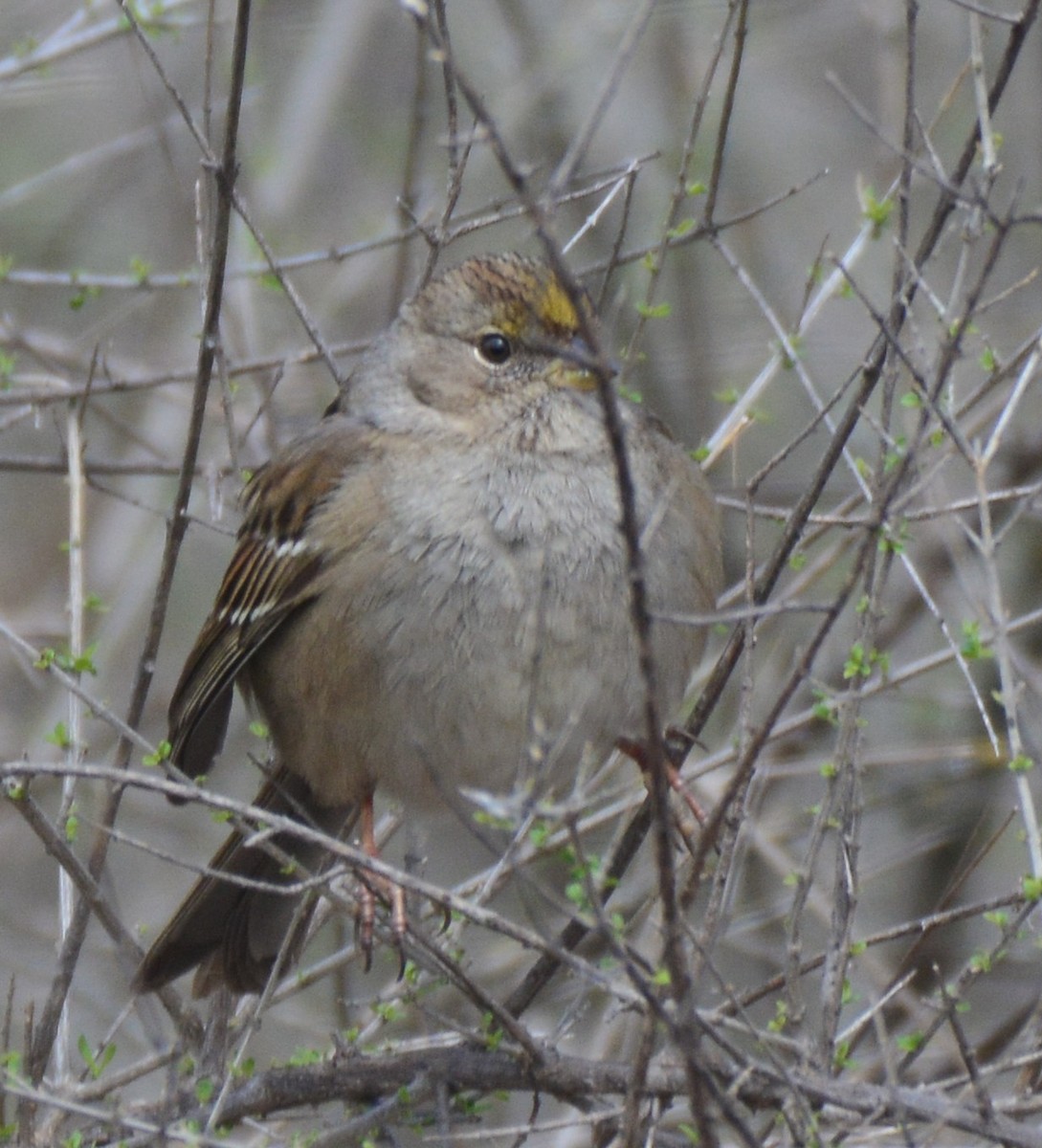 Golden-crowned Sparrow - ML630639049