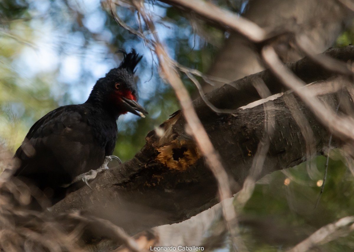 Magellanic Woodpecker - ML630639195