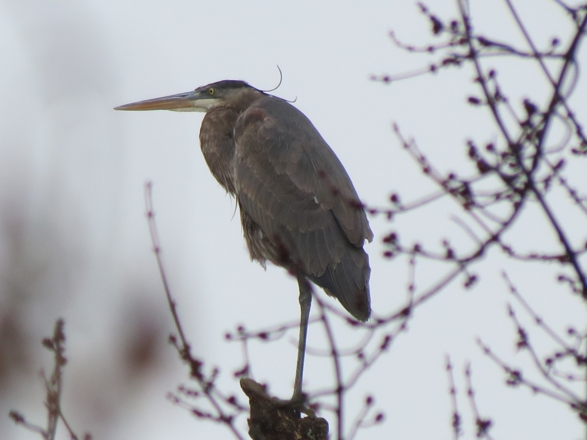 herodiashegre - ML630639575