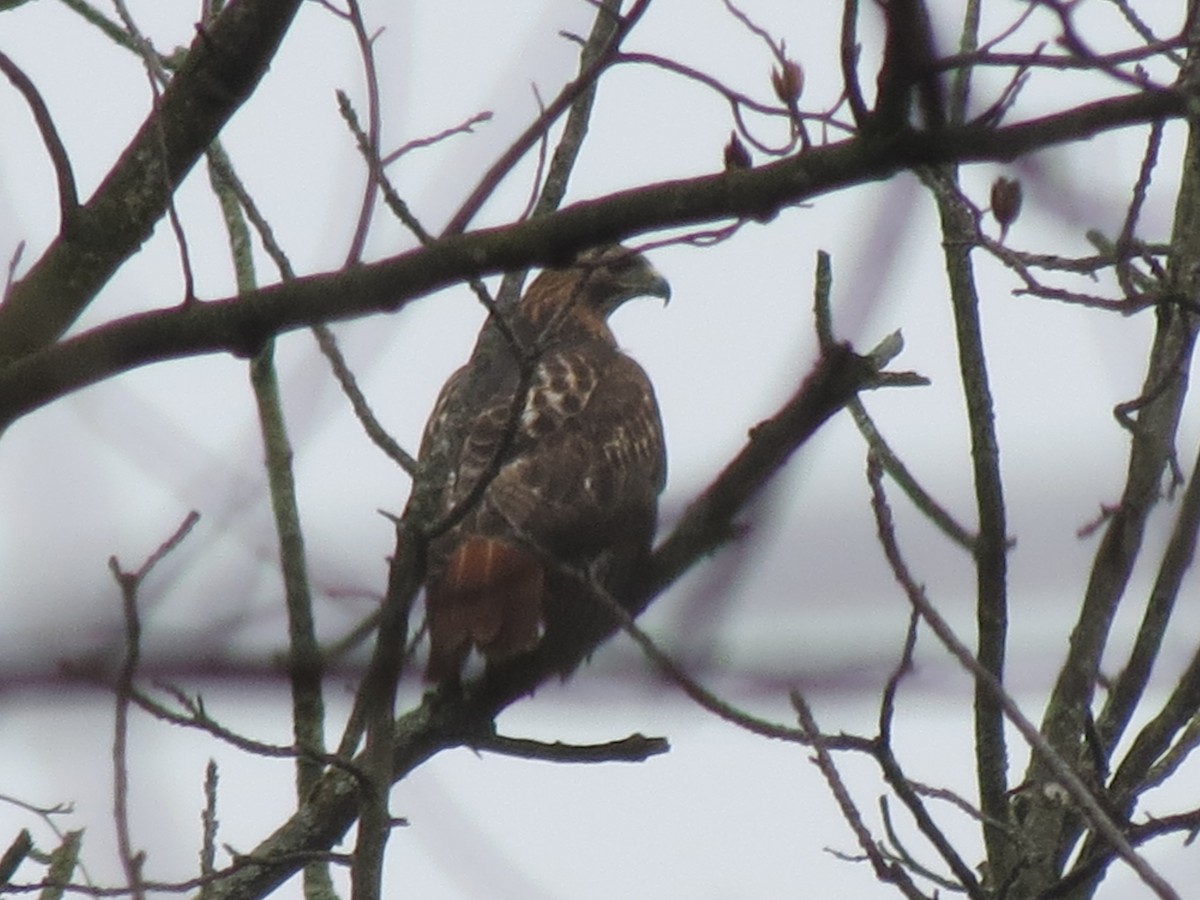 rødstjertvåk - ML630639585