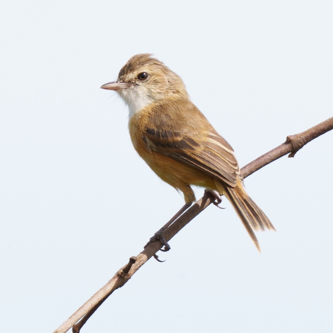 Rufous-sided Scrub-Tyrant - ML630639591