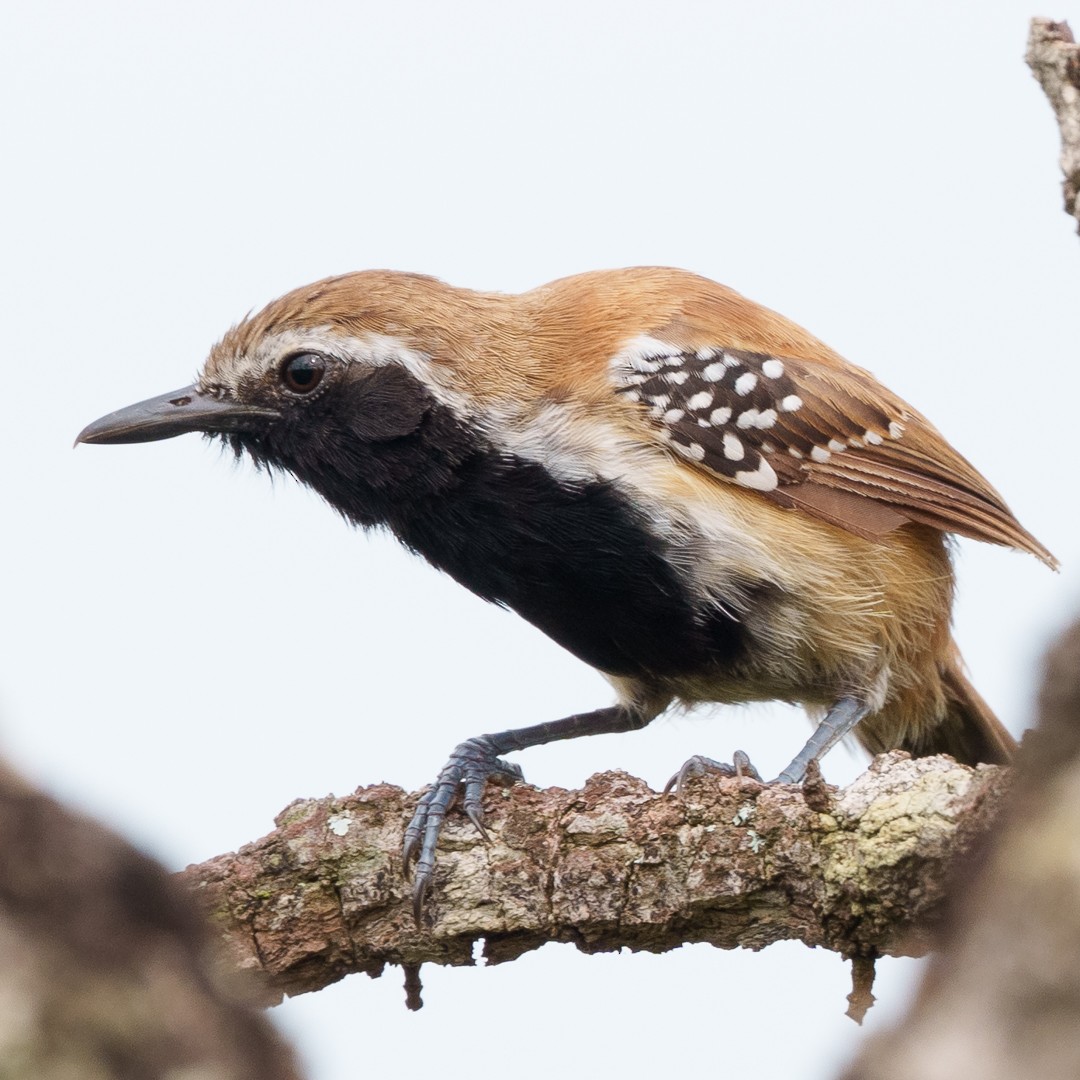 Rusty-backed Antwren - ML630639618