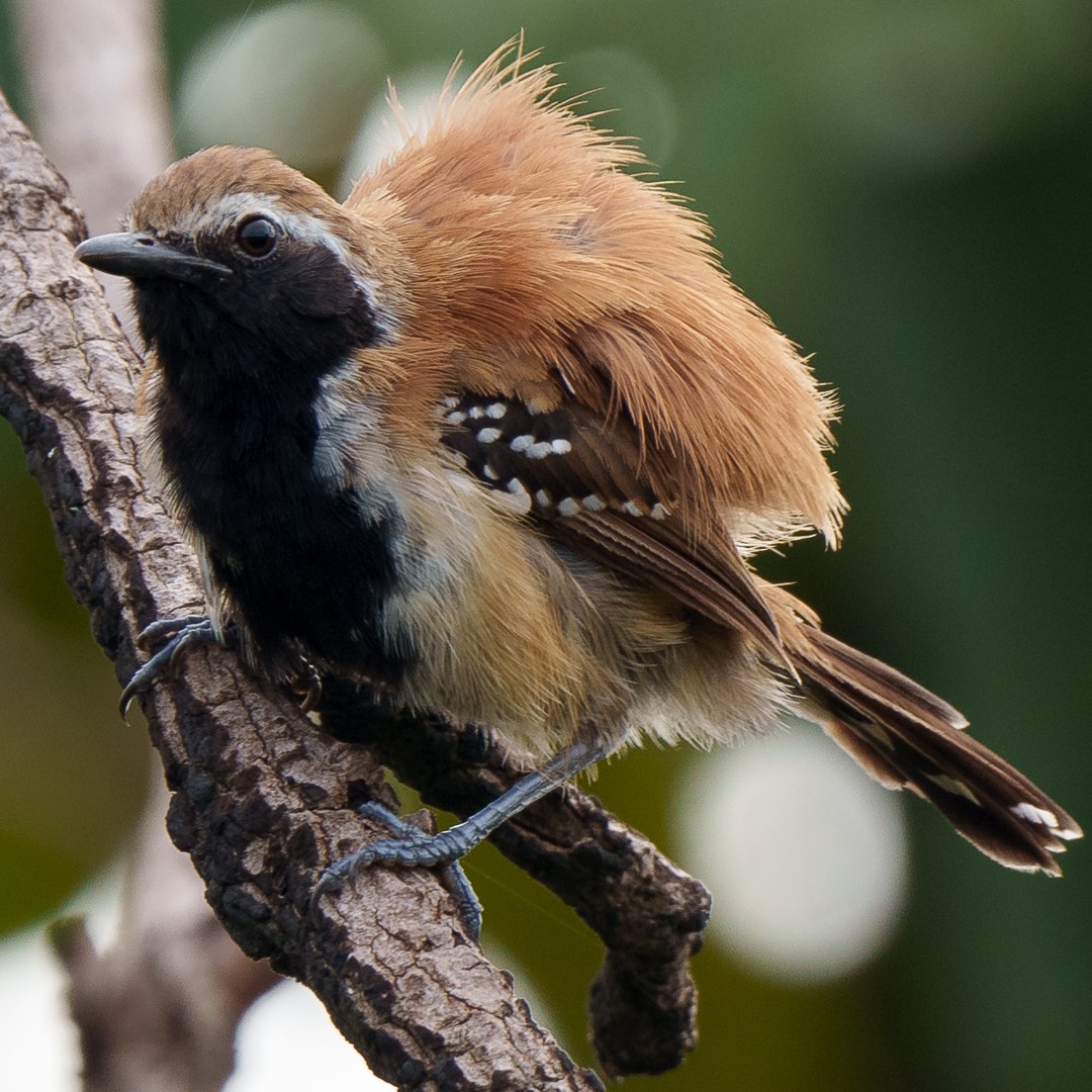 Rusty-backed Antwren - ML630639619