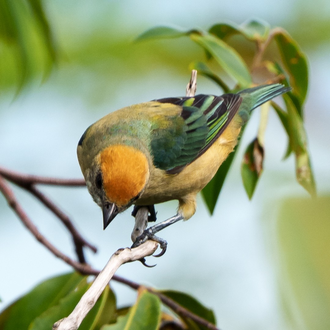Burnished-buff Tanager - ML630639627