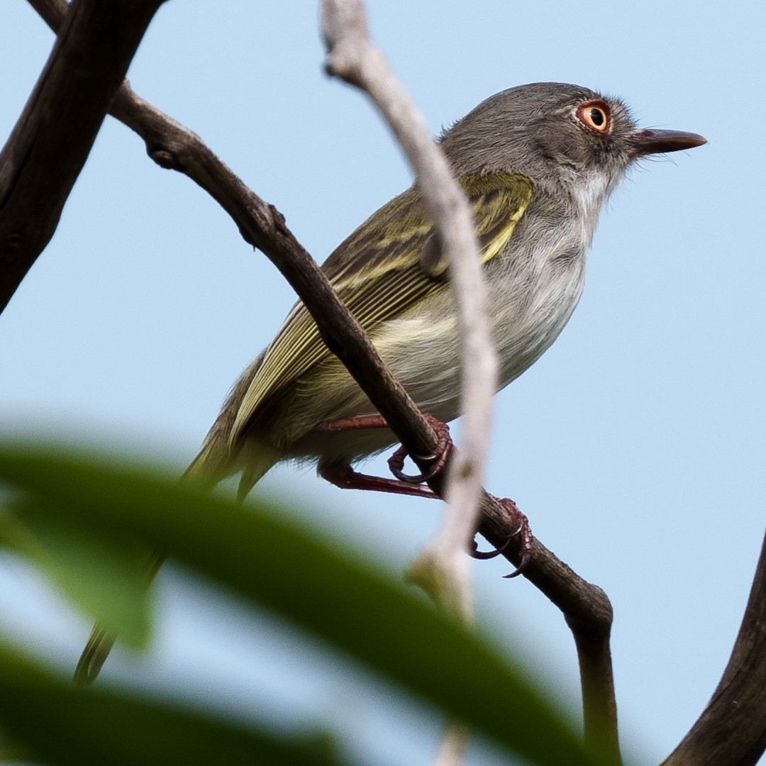 Pearly-vented Tody-Tyrant - ML630639639