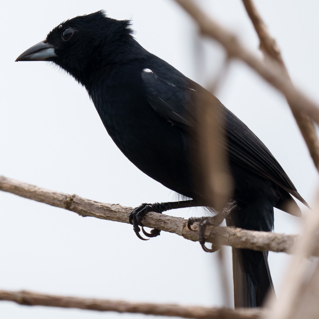 White-lined Tanager - ML630639643