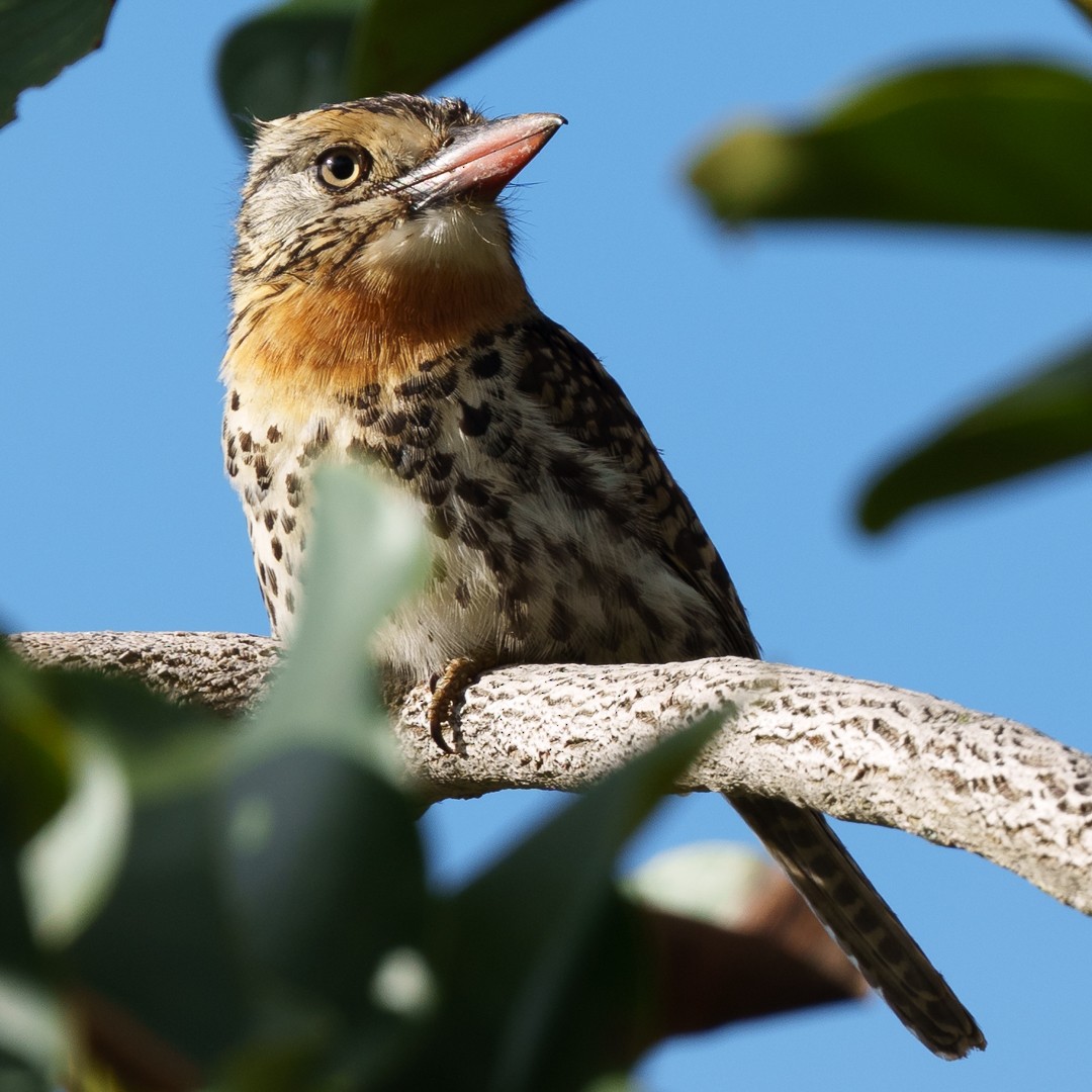 Spot-backed Puffbird - ML630639693