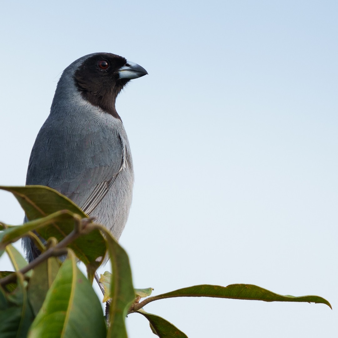Black-faced Tanager - ML630639709