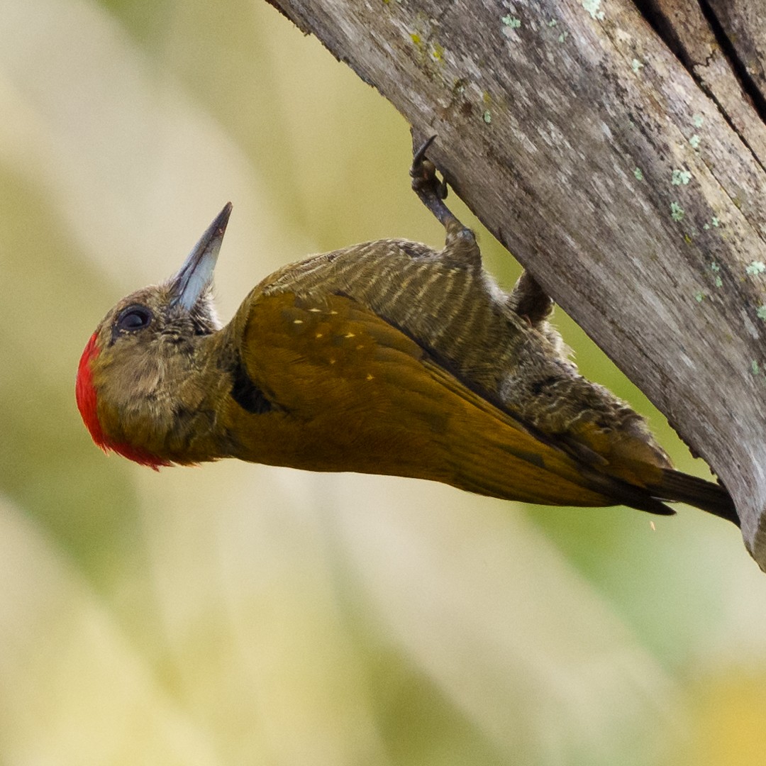 Little Woodpecker - ML630639741