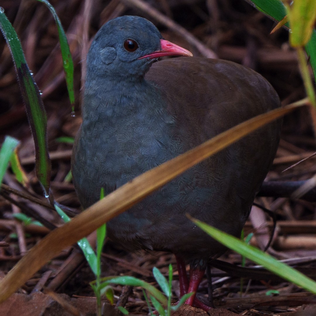 Small-billed Tinamou - ML630639755