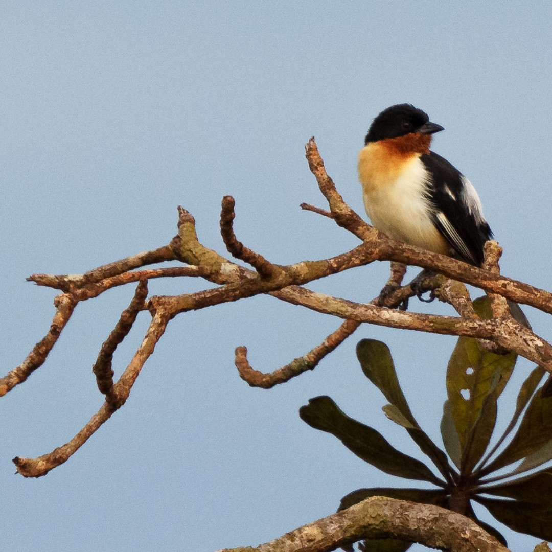 White-rumped Tanager - ML630639793