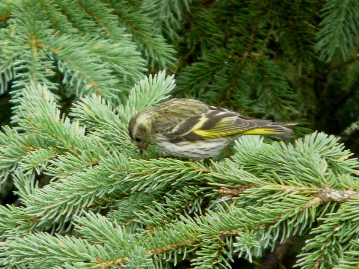 Pine Siskin (green morph) - ML63063981