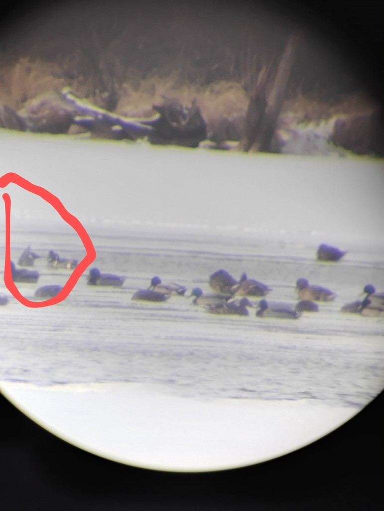 Northern Pintail - ML630639829