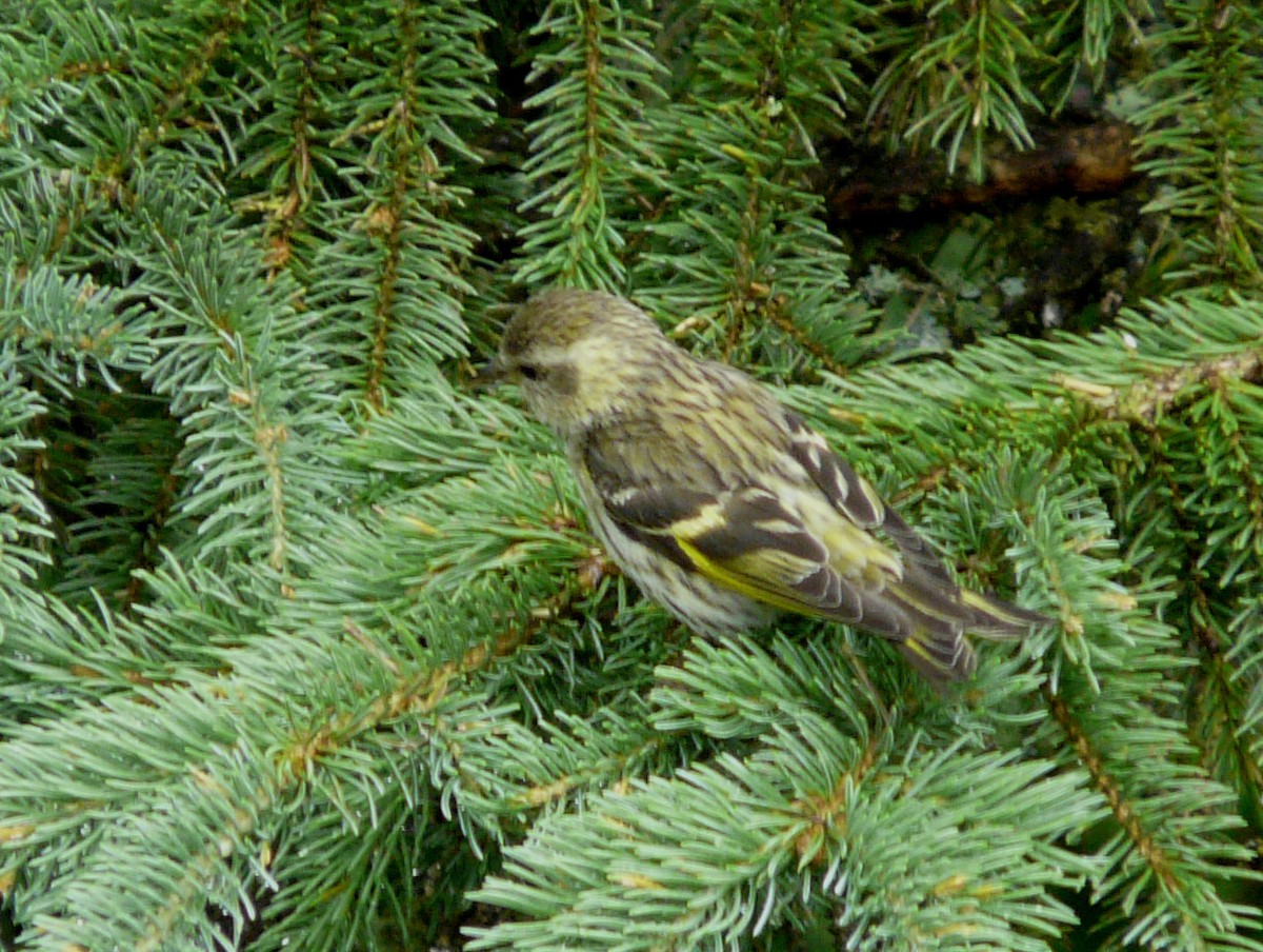 Pine Siskin (green morph) - ML63063991