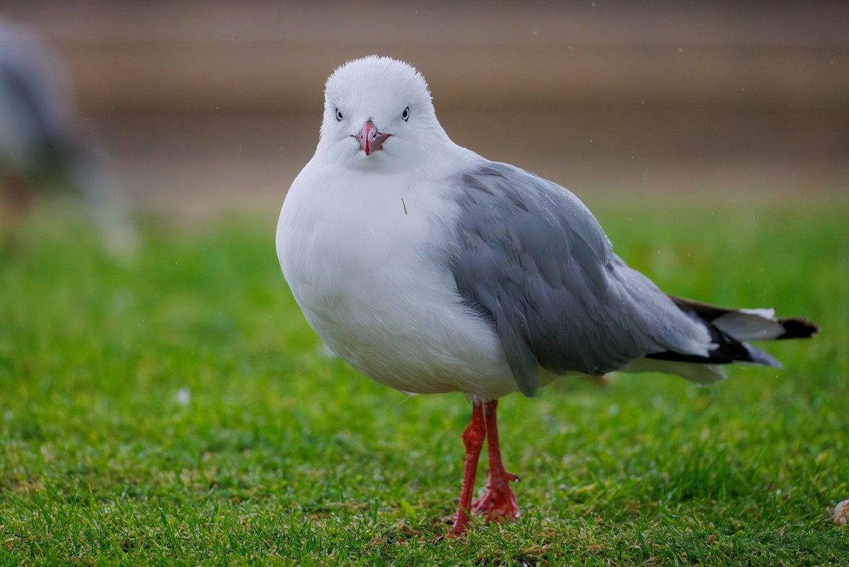 Silver Gull - ML630640079
