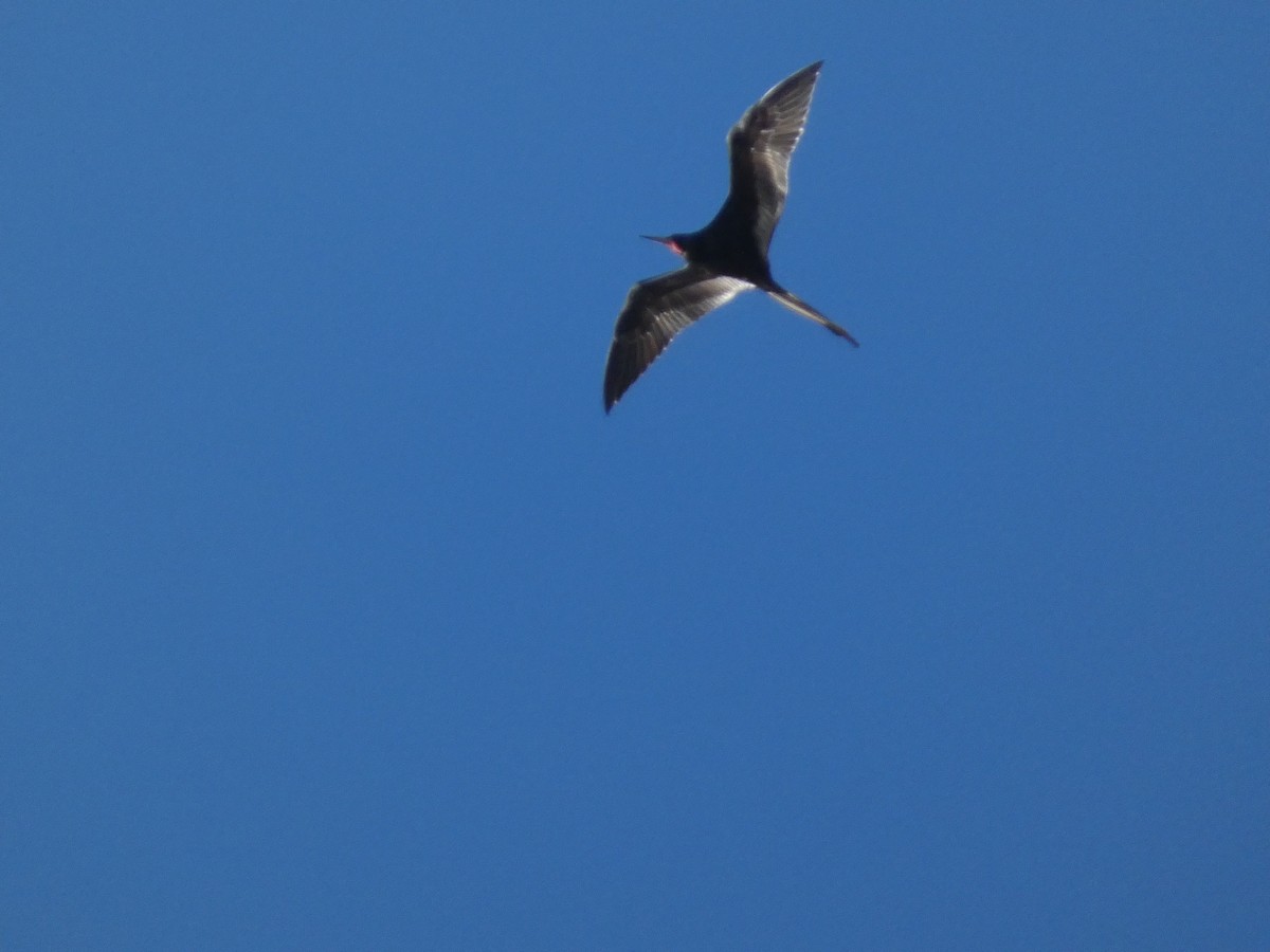 Magnificent Frigatebird - ML630640106