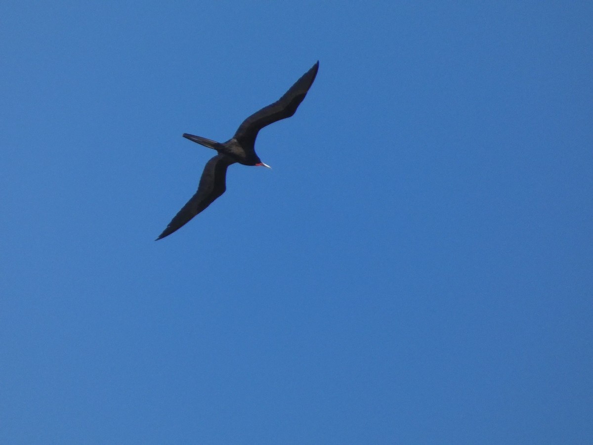 Magnificent Frigatebird - ML630640107