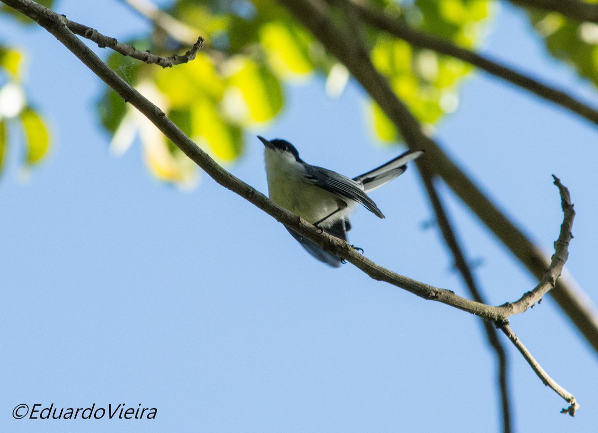 Tropical Gnatcatcher (atricapilla) - ML630640109