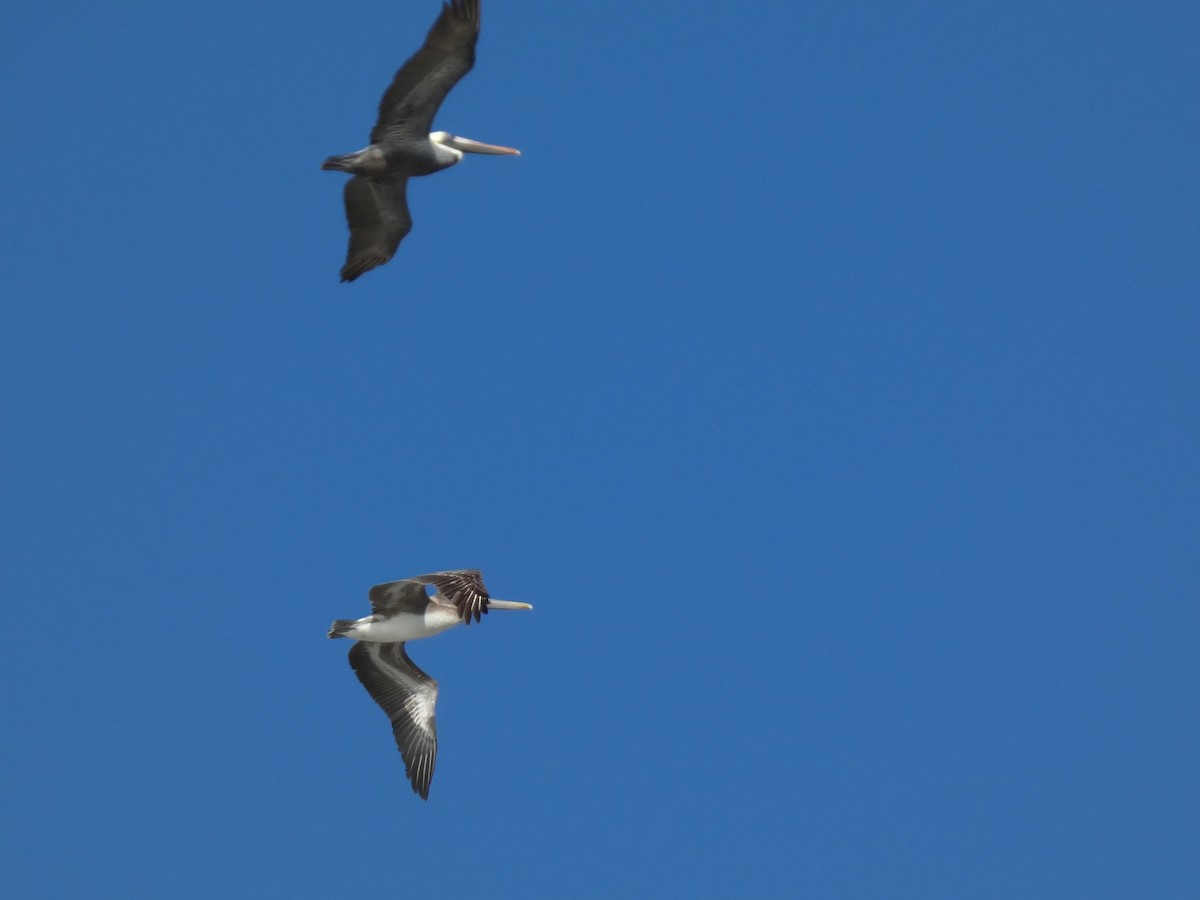 Brown Pelican - ML630640157