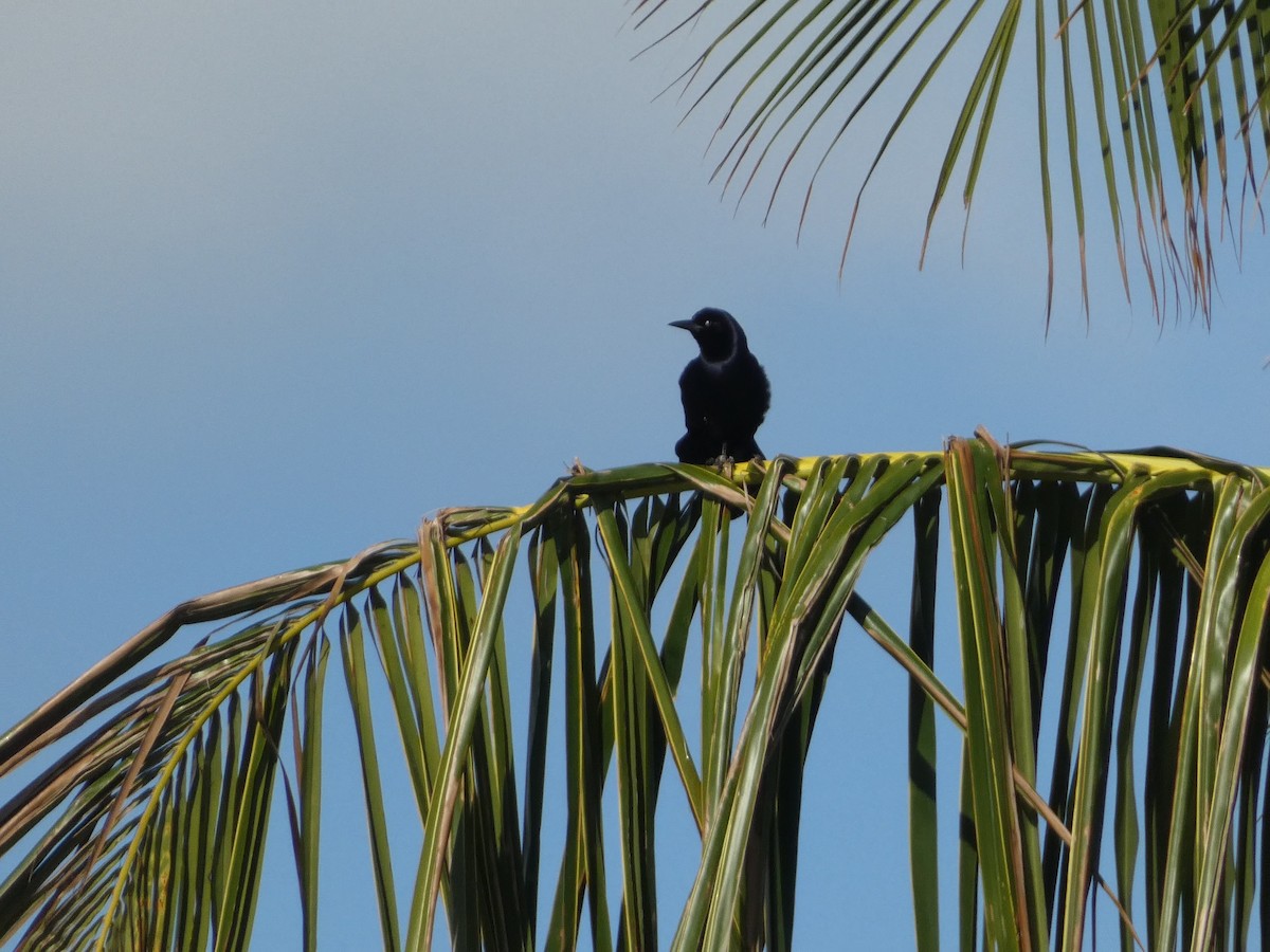 Boat-tailed Grackle - ML630640181