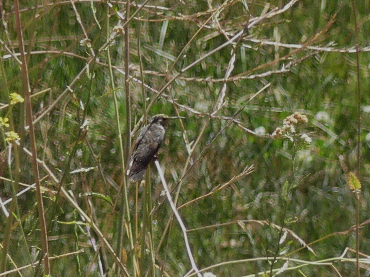 Giant Hummingbird - ML630640300