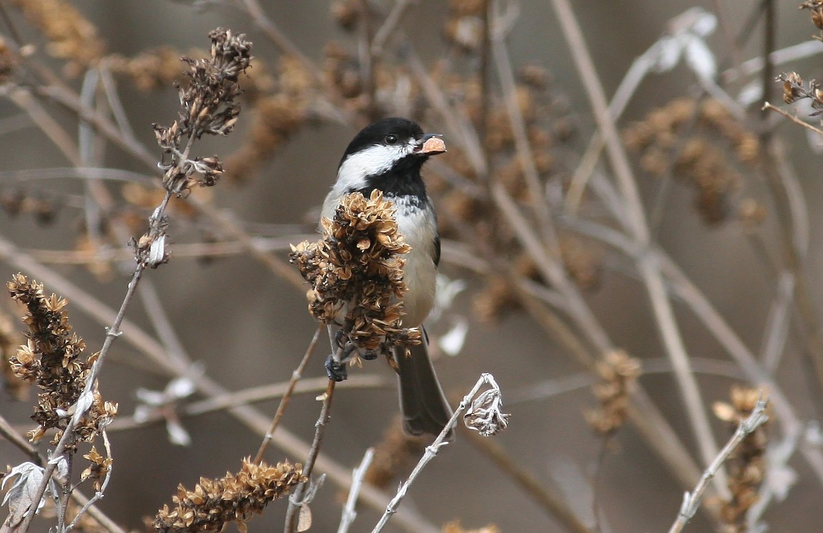 Black-capped Chickadee - ML630640460