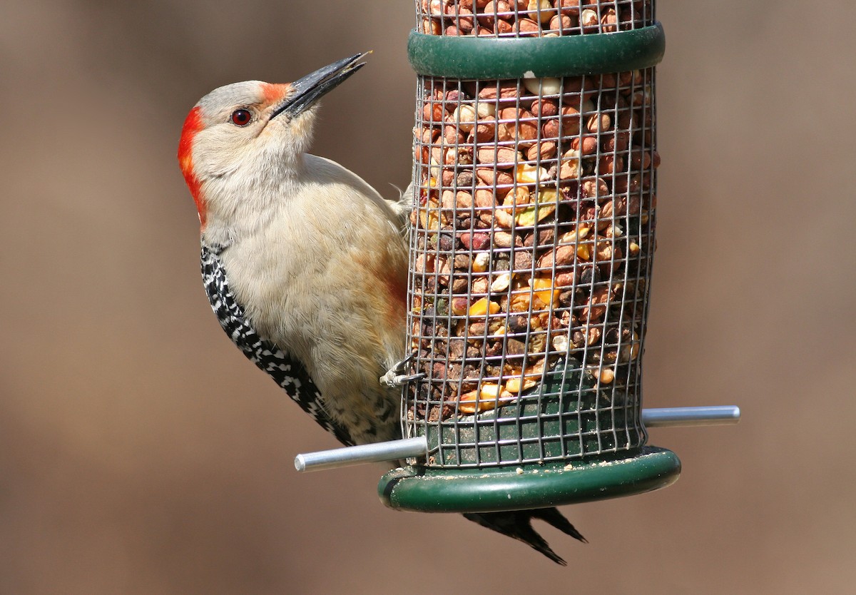 Red-bellied Woodpecker - ML630640468