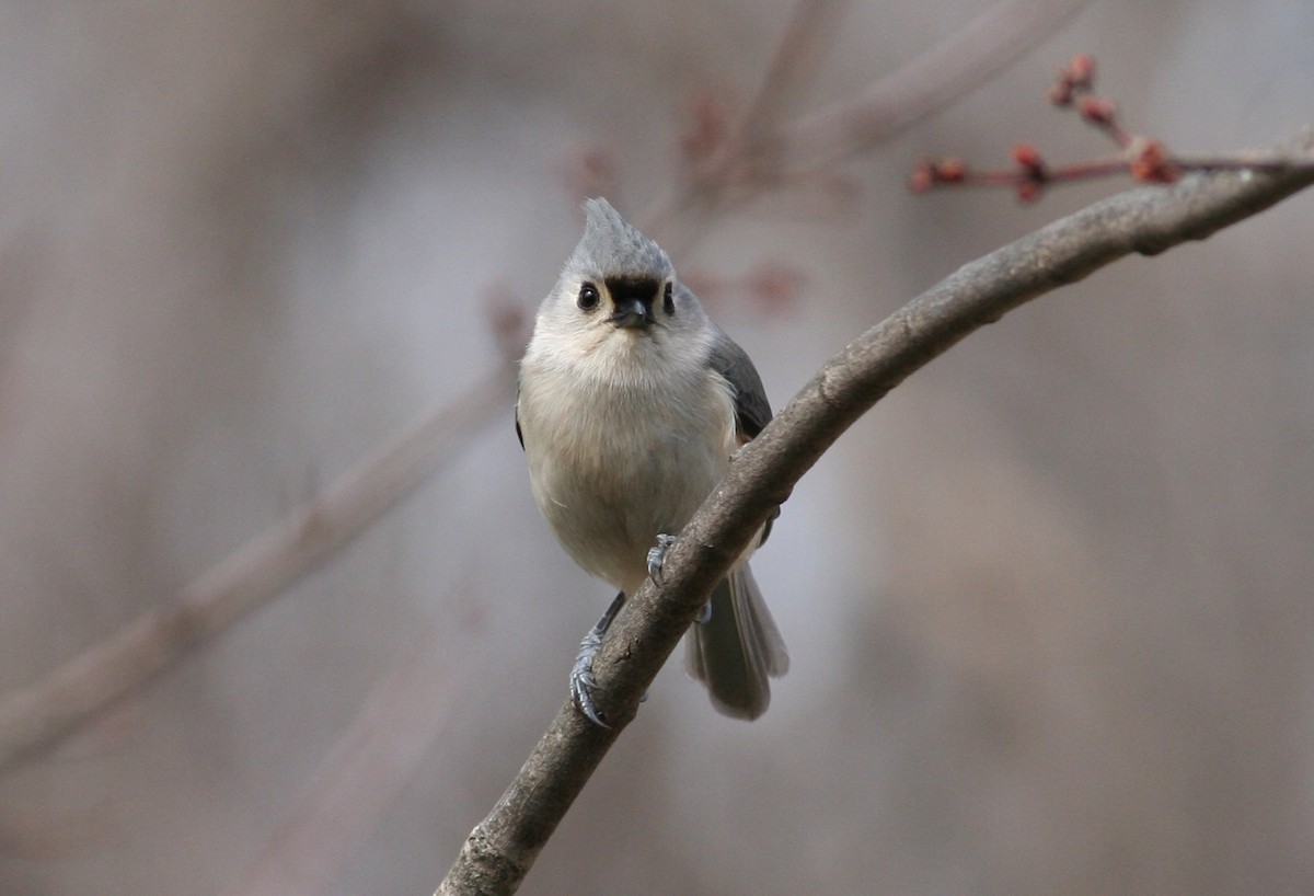 Tufted Titmouse - ML630640482