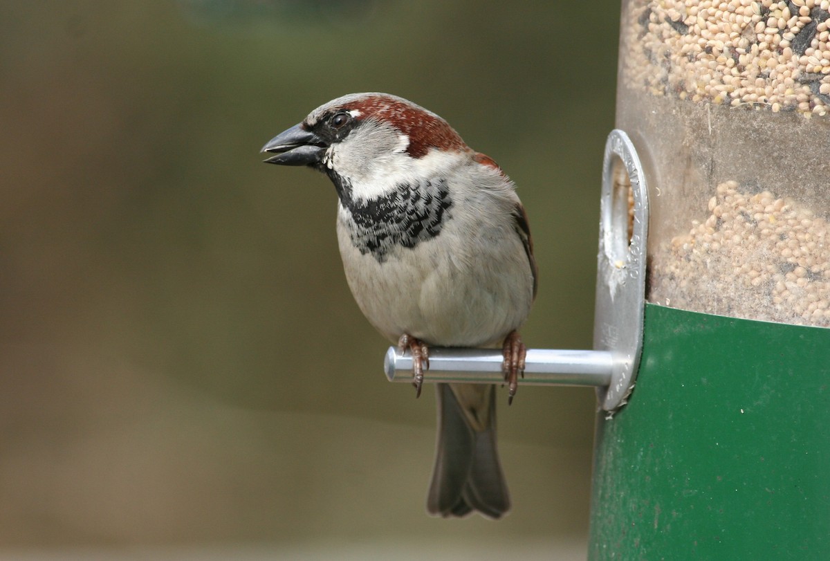 House Sparrow - ML630640484