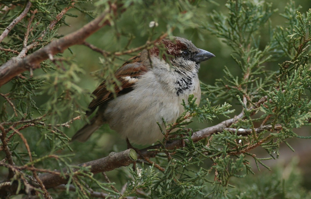 House Sparrow - ML630640485