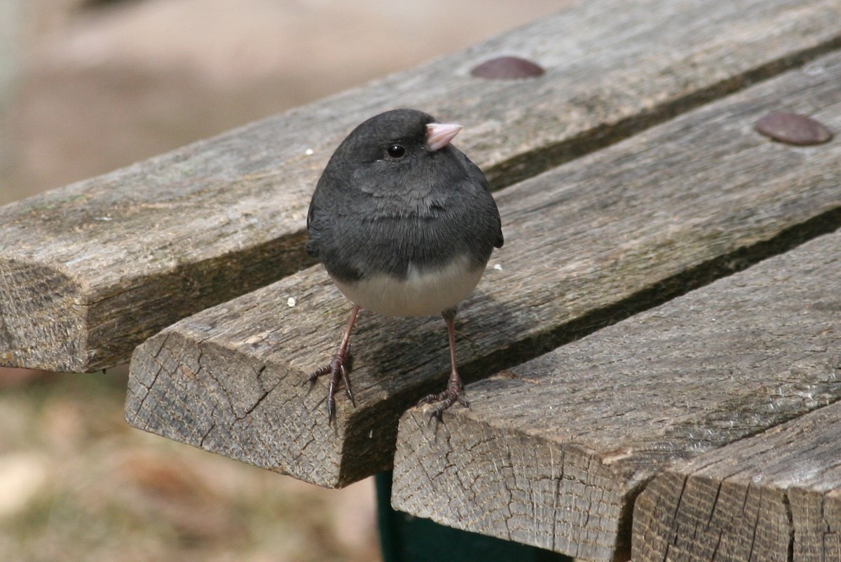 Dark-eyed Junco - ML630640488