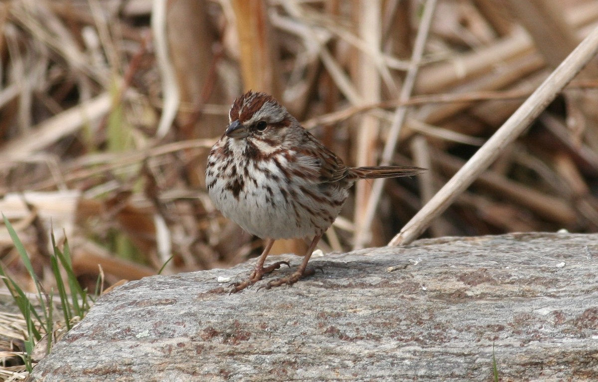 Song Sparrow - ML630640494