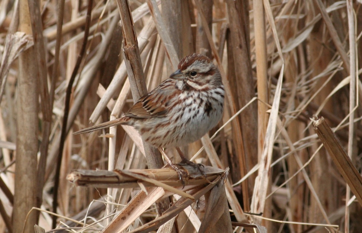 Song Sparrow - ML630640495