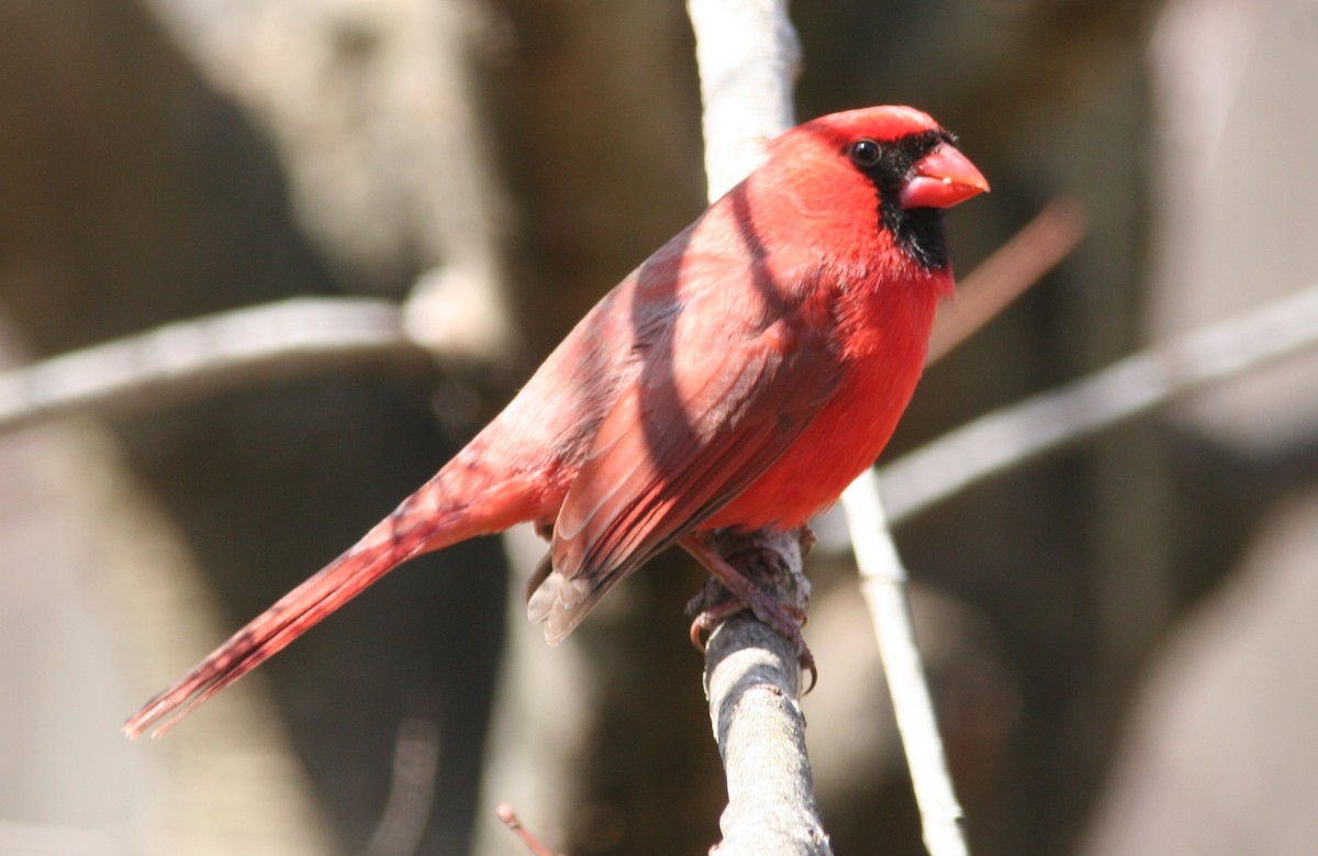 Northern Cardinal - ML630640499
