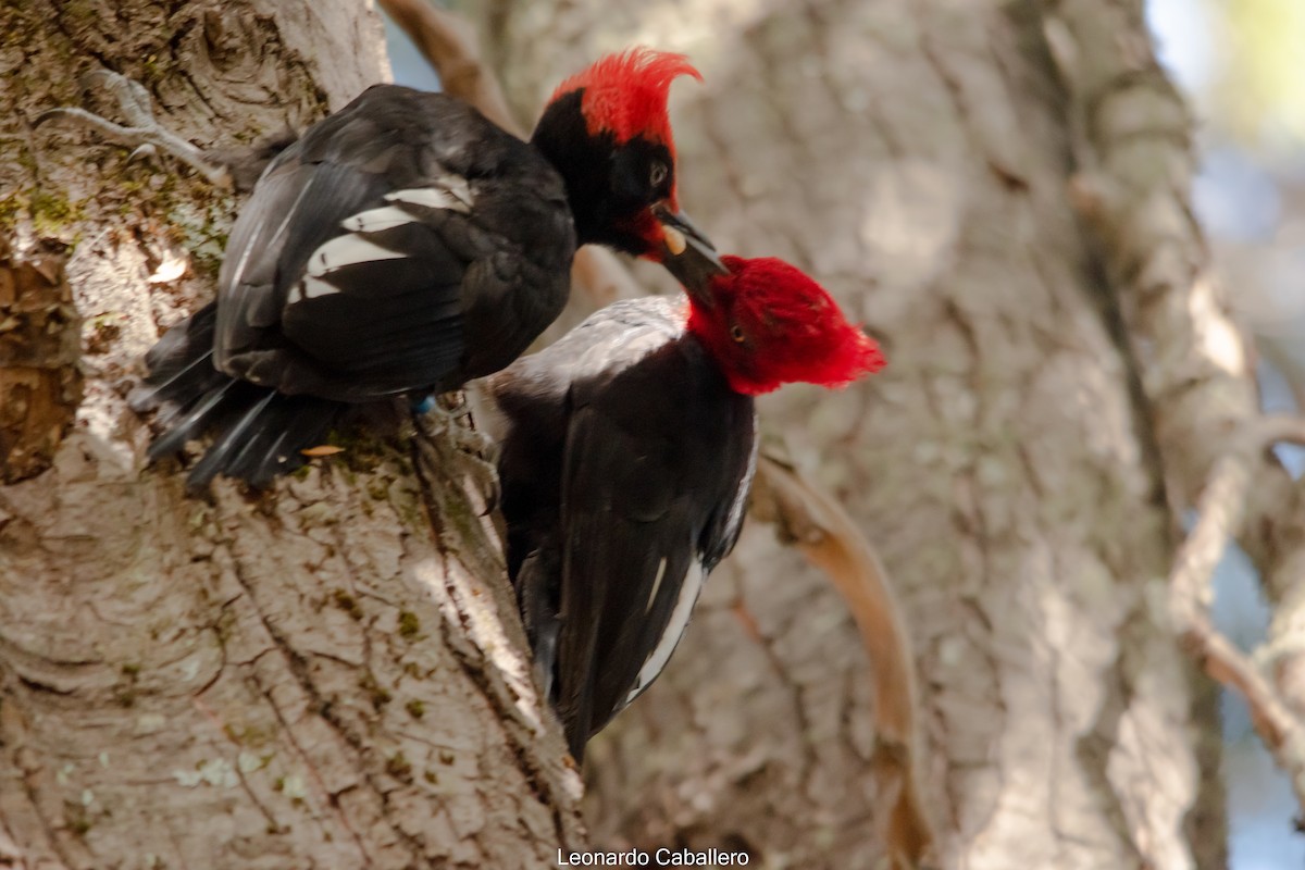 Magellanic Woodpecker - ML630641039