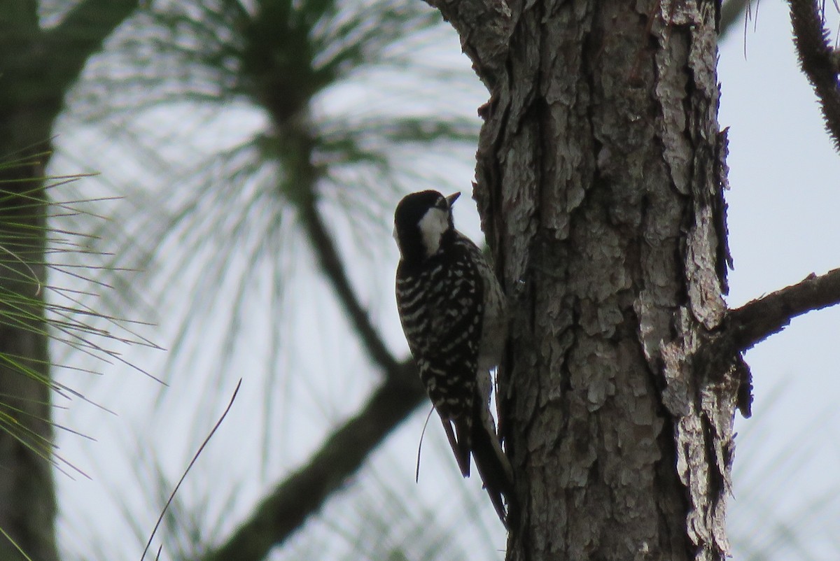 Red-cockaded Woodpecker - ML630641516
