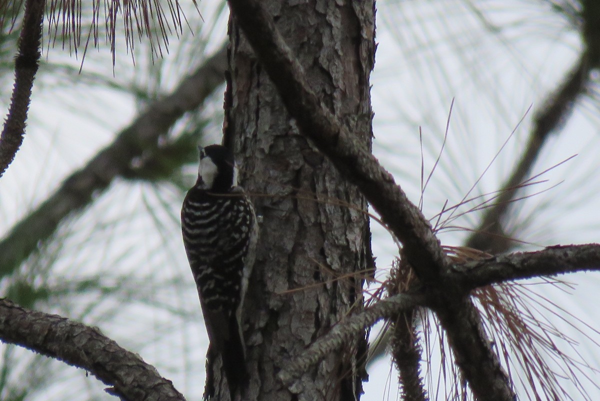 Red-cockaded Woodpecker - ML630641517